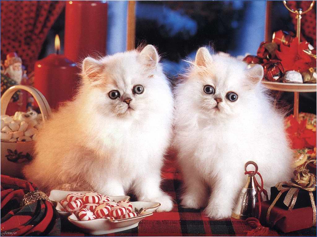Gatti (26)